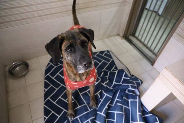 경기 남양주시 동물자유연대 '온센터'에서 지내는 개 '덕분이'의 모습. 동물자유연대 제공