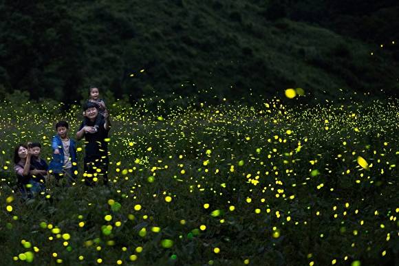 반딧불이 신비탐사 프로그램  [사진=무주군 ]