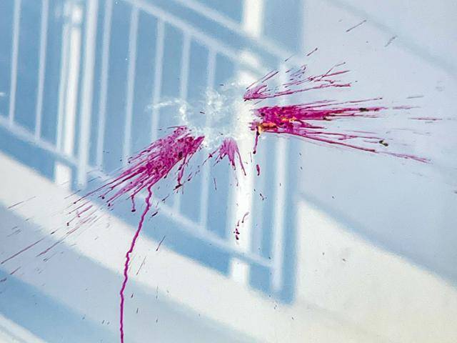 2022년 10월 광주 동구의 한 대단지 아파트 유리 방음벽에 비둘기류가 충돌한 흔적이 선명하게 남아 있다. 혈흔을 연상케 하는 붉은 자국은 충돌 당시 충격으로 위장에 있던 미국자리공 열매가 터져 나온 것으로 보인다. 이곳 방음벽에는 여전히 엉터리 ‘맹금류(독수리) 스티커’가 붙어 있다. ‘새 줍는 여인들’ 제공