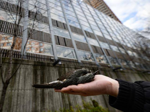 지난 19일, 앞서 충돌 흔적이 확인된(첫 번째 사진) 아파트 방음벽 현장을 다시 찾았다. 3년여가 흘렀지만 예방 효과가 없는 맹금류 스티커만 붙어 있을 뿐, 실질적인 저감 조치는 여전히 이뤄지지 않고 있다. 방치된 현장에서는 어김없이 직박구리 사체가 발견됐다. 광주=하상윤 기자