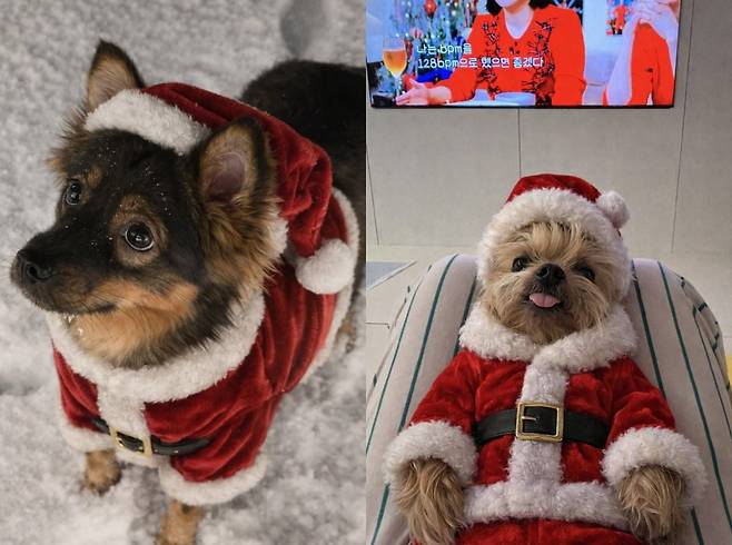 셀리멕스가 지난 23일부터 진행한 '산타 AI 서비스'로 반려동물에 산타 복장을 입힌 모습이다. 사진=X 계정 갈무리