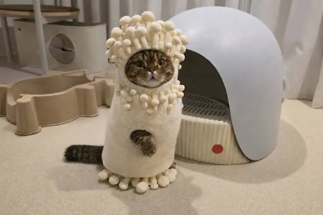 구독자 134만명을 보유한 동물 크리에이터 '크집사' 또한 커뮤니티에 버섯 옷이나 산타·크리스마스 트리·루돌프 복장을 한 반려 고양이 사진을 업로드했다. 사진=크집사 유튜브 계정 갈무리