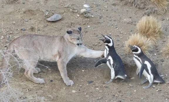 곤잘로 이그나치 제공