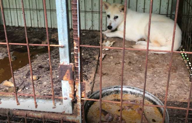 정체를 알 수 없는 음식쓰레기를 먹으며 뜬장에서 지내던 개들. 카라 제공