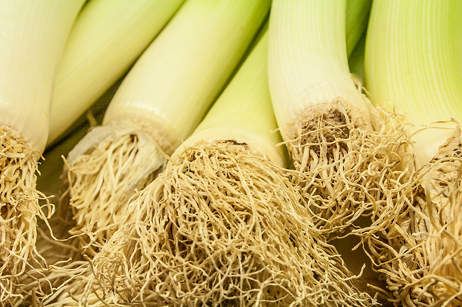 대파 뿌리