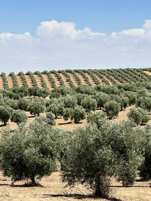 라과르디아 산에 있는 알 알마 농장. 백수진씨 제공