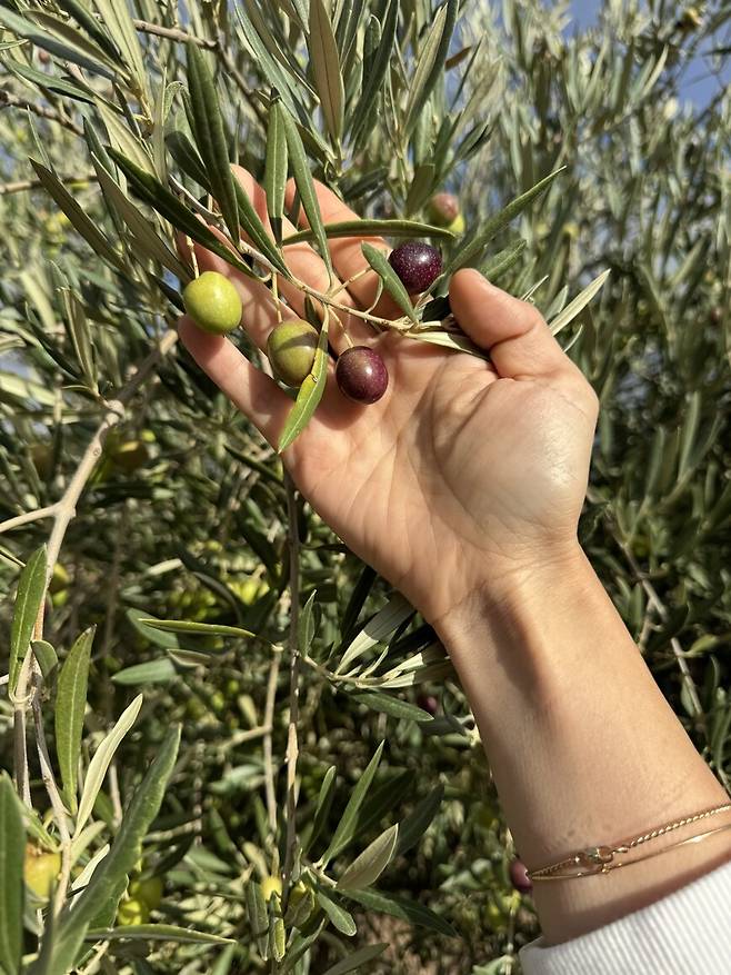 11월의 많이 익은 올리브. 백수진씨 제공