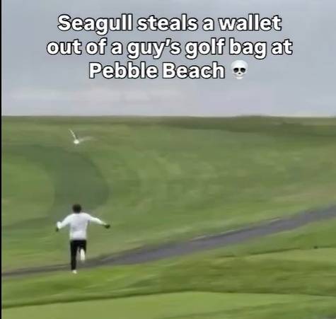 페블 비치 골프링크스에서 갈매기에게 지갑을 도둑 맞은 아마추어 골퍼가 갈매기를 뒤쫓고 있다. SNS 캡처