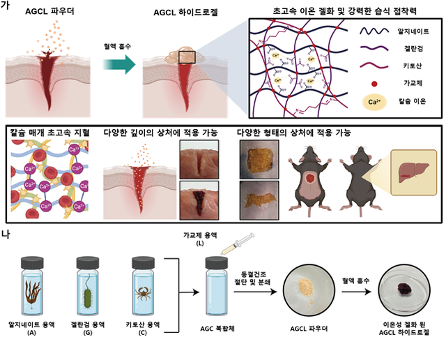 KAIST가 개발한 ‘AGCL 파우더형 지혈제’의 기술 개념도. KAIST 제공.