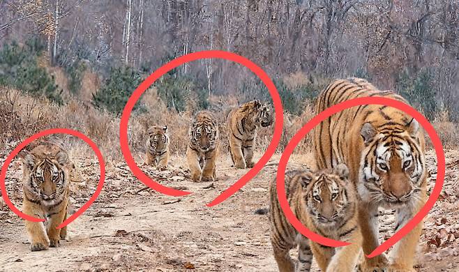 중국 훈춘보호구역에서 어미 시베리아 호랑이와 새끼 다섯 마리가 함께 있는 모습.[WWF 중국본부 홈페이지 갈무리]