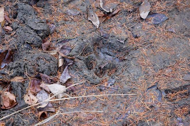 시베리아 야생 호랑이 발자국.[WWF 홈페이지 갈무리]