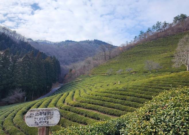 완만한 곡선을 그리며 이어진 녹차밭이 산자락을 덮고 있다. 계단식으로 정리된 차밭 풍경은 보성 대한다원을 대표하는 장면이다. 김희중 칼럼니스트 iong5636@naver.com