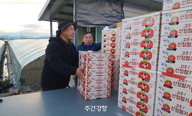 경남 산청의 딸기 농부 양정석씨(왼쪽)가 지난 12월 14일 수확한 딸기를 1t 트럭에 싣고 있다. 이 딸기들은 하동군 옥종면의 한 운수회사에서 팔레트 포장 작업을 거쳐 서울 강서시장으로 이동한다. 이재덕 기자