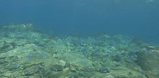 지난 2023년 9월 울릉도 연안에서 관찰된 파랑돔 떼.[국립생물자원관 제공]