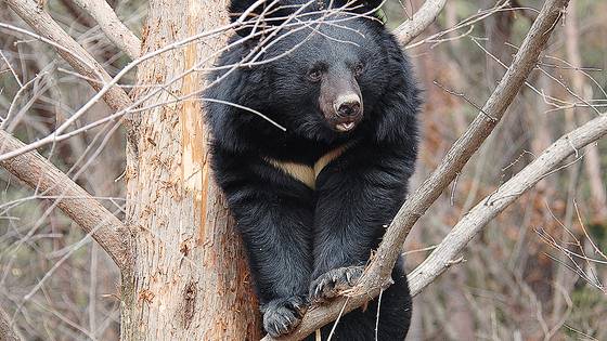 지리산 반달가슴곰. 국립공원공단 제공