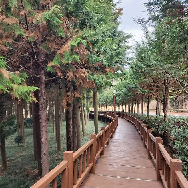 장흥 우드랜드 산책길