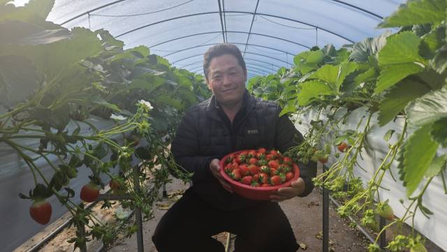 하동군 횡천면 남산리 자신의 농장에서 오명환 씨가 갓 수확한 탐스러운 ‘설향’ 딸기를 들어 보이며 환하게 웃고 있다./박준영 기자/