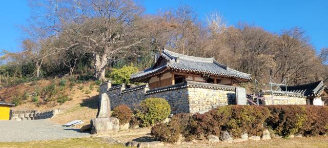 곡강정 옆 푸조나무.