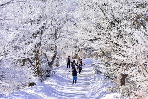 1100고지 설경-눈이 내리면 한라산 서쪽 해발 1100m는 눈꽃을 감상하는 명소가 된다. (제주일보 자료사진)