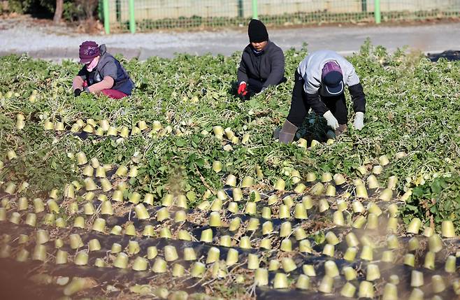 지난 22일 강원 강릉시 경포동 들녘에서 농민과 외국인 노동자들이 막바지 무 수확을 하고 있다. /연합뉴스