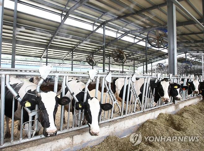 젖소농가 모습[연합뉴스 자료사진]