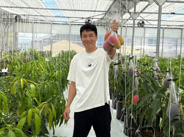 신안군 안좌면 안두리의 스마트팜 농장에서 이민석(42)씨가 자신이 수확한 애플 망고를 들어보이고 있다.  <이민석씨 제공>