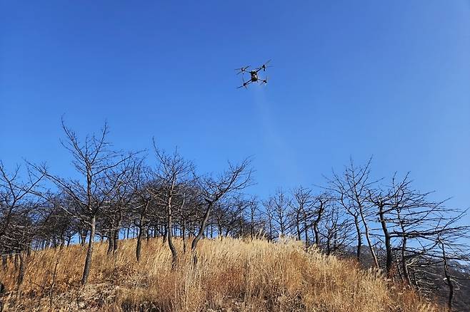 ▲ 청송군이 산불로 훼손된 산림 복구를 위해 드론을 활용해 도라지, 더덕종자를 살포하고 있다.