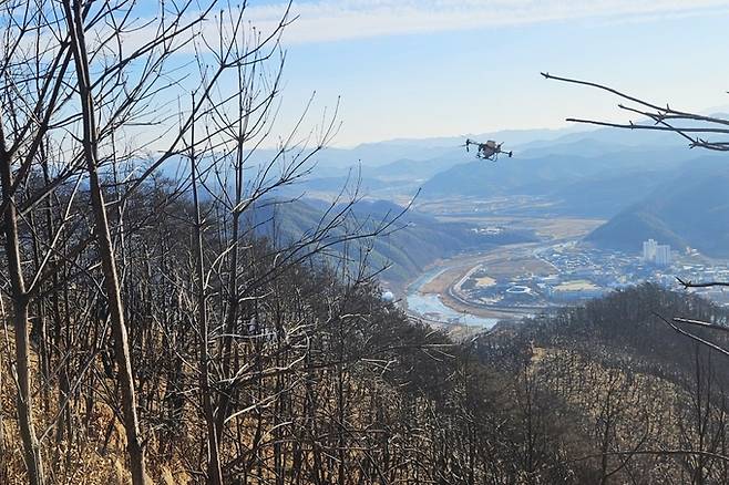 ▲ 청송군이 산불로 훼손된 송이 산지에 드론을 활용해 대체작물 종자를 파종하고 있다.