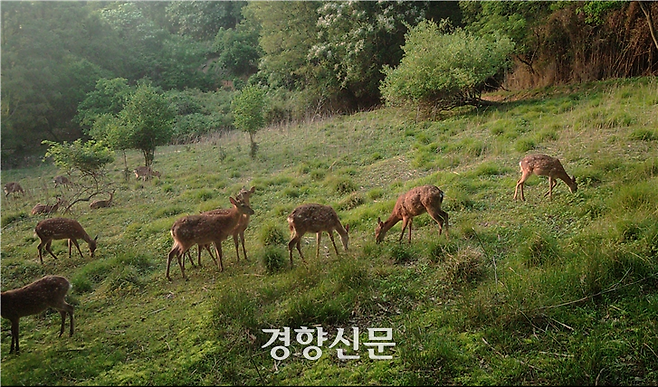 전남 영광군 안마도에  개체수가 급증한 야생화된 사슴. 사슴 1000여마리가 사는 섬에서는 각종 피해가 이어지고 있다. 기후에너지부 제공.