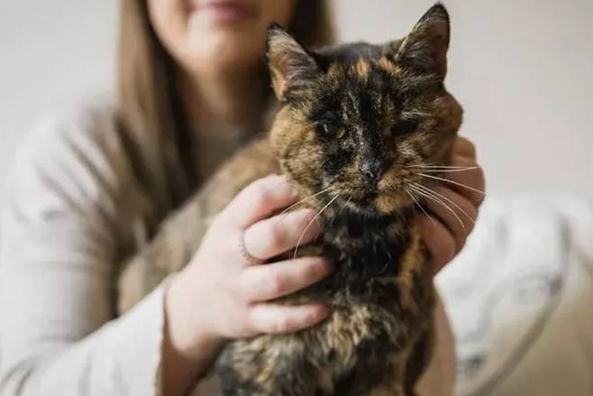 세계 최고령 고양이 플로시 [뉴욕 포스트 캡처]