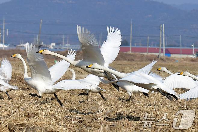 4일 경북 포항시 북구 흥해읍 들녘에서 천연기념물 201-2호인 큰고니 무리가 힘차게 날아오르고 있다. 2026.1.4/뉴스1 ⓒ News1 최창호 기자