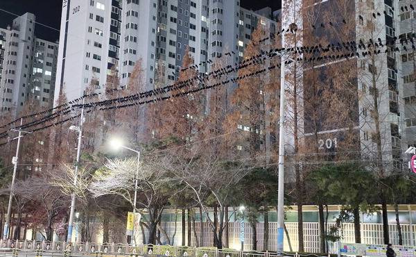 지난해 연말 북구 화명동 일대에 떼까마귀 무리가 나타나 주민이 크고 작은 불편을 겪었다. 사진은 떼까마귀가 전선 위에 앉아 있는 모습.  부산 북구 제공
