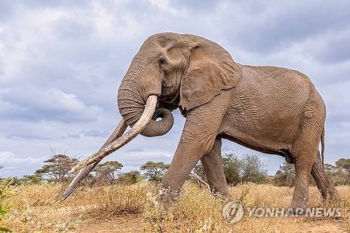 3일(현지시간) 생을 마감한 케냐 슈퍼 터스크 코끼리 크레이그 [케냐야생동물관리청(KWS)/AP=연합뉴스. 재판매 및 DB 금지]