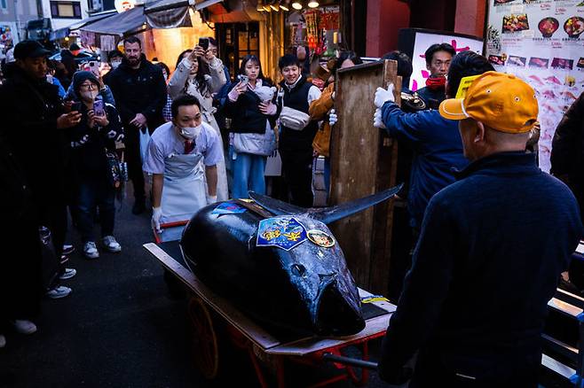 5일  도쿄 쓰키지 시장에서 약 47억 원의 역대 최고가를 기록한 참치가 해체를 위해 이동되고 있다.  도쿄=AP 뉴시스