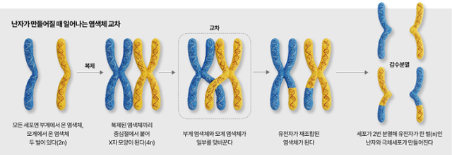 난자가 만들어지는 감수분열 때 일어나는 염색체 교차. 박종범 기자