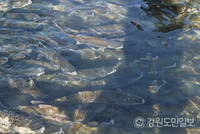 모천인 양양남대천으로 회귀한 연어 [강원도민일보 자료사진]