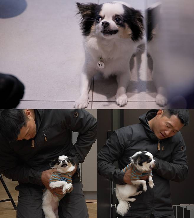 ‘개늑시2’ 급발진 치와와 (제공: 채널A)