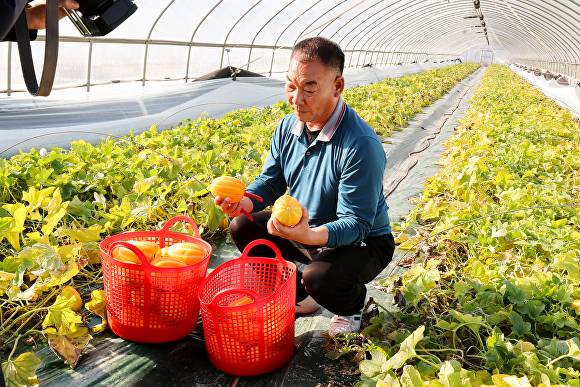 첫 출하 성주참외 [사진=성주군]