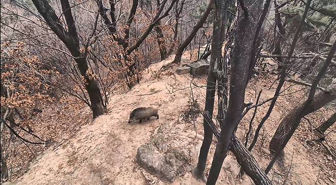 Wild boars are seen near a mountain trail in Mount Bukhan on Jan. 3 at noon. [JEON ICK-JIN]