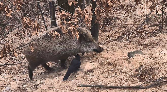 Wild boars are seen near a mountain trail on Mount Bukhan on Jan. 3 at noon. [JEON ICK-JIN]