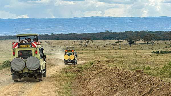 나쿠루국립공원의 초원을 가로지르는 사파리 차량.