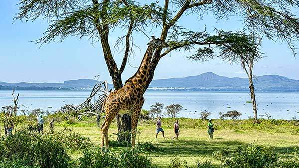 아카시아 잎을 천천히 뜯고 있는 기린 옆으로 사람들이 조심스럽게 지나가고 있다. 동물과 사람이 서로의 속도로 같은 공간에서 자유를 느끼는 모습은 참으로 생경하고 평화롭다.