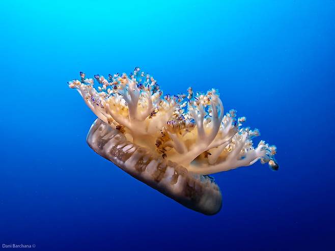 평생 촉수를 위로 향한 채 거꾸로 사는 해파리인 카시오페아 안드로메다(Cassiopea andromeda). 사람과 수면 패턴과 기능이 유사한 것으로 나타났다./iNaturalist