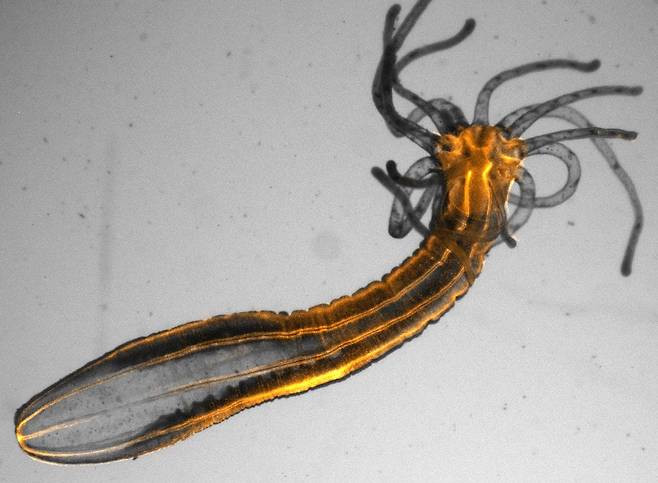 스타렛말미잘(Nematostella vectensis)에서 주황색을 띤 부분이 신경세포이다. 뇌는 없어도 초보적이나마 신경망이 있어 수면이 필요한 것으로  나타났다./이스라엘 바일란대
