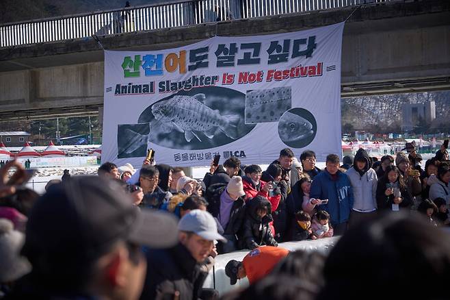 지난해 1월 동물해방물결 활동가들은 강원 화천 ‘산천어축제’ 체험장 인근 다리에서 ‘산천어도 살고 싶다’는 메시지가 담긴 현수막을 펼치는 퍼포먼스를 벌였다. 동물해방물결 제공