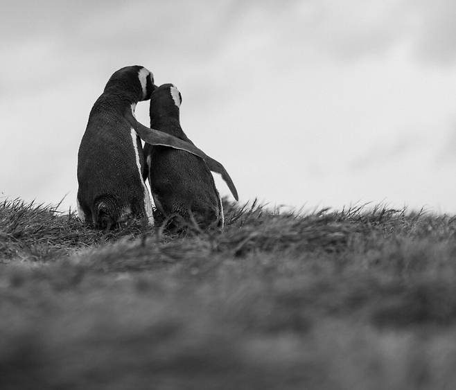 너희는 다정한 친구처럼 어깨동무하고 있더라. 남극에만 사는 줄 알았는데 남미에도 오스트레일리아에도, 심지어 아프리카 끝자락에도 너희가 살고 있지. 하늘이 아니라 물속에서 날기 위해 무거운 뼈를 가진 너희, 뽀롱뽀롱 뽀로로의 친구들. 2025년 칠레 푼타아레나스 마그달레나섬.
