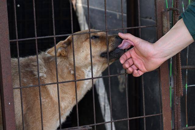 충북 청주시의 한 개농장에서 구조를 앞둔 개가 활동가의 손을 핥고 있다. 한국일보 자료사진