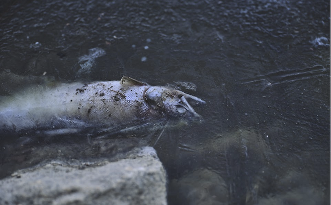 지난해 3월, 얼음이 녹은 화천천 수면 위로 부패가 진행된 산천어의 사체가 떠올라 있다. 동물해방물결 제공