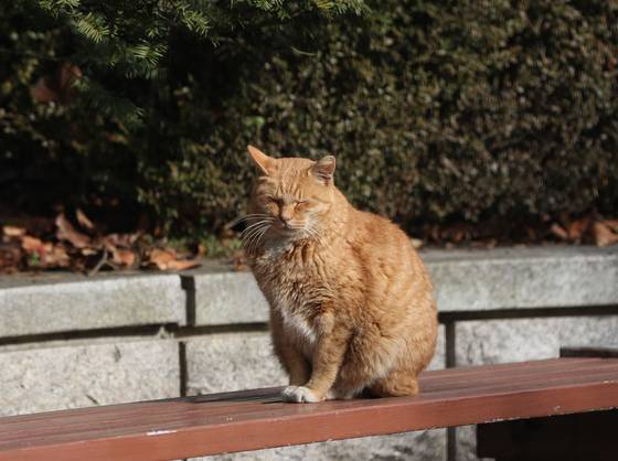 A cat dozes in a sunny spot as chilly winds blow through a street in Uiwang, Gyeonggi, on Nov. 29, 2023. [NEWS1]