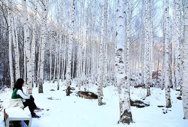▲ 경북 영양군 수비면 죽파리 영양자작나무숲 겨울 풍경. 영양군 제공